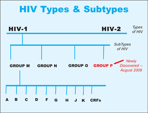 Các type, các nhóm và phó type HIV