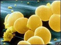 Độ dài của vùng đa hình thái protein A của tụ cầu vàng điều hòa hiện tượng viêm: tác động lên nhiễm cấp và mãn tính