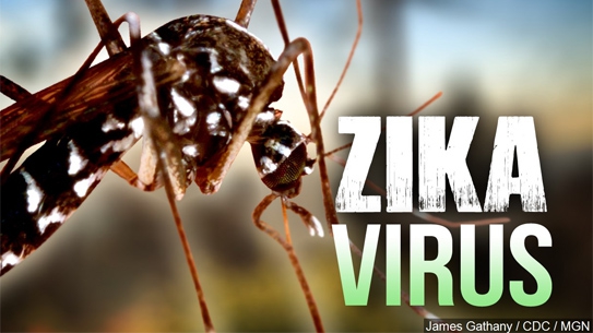 Ước tính sẽ có 4 triệu người khu vực châu Mỹ nhiễm vi rút Zika